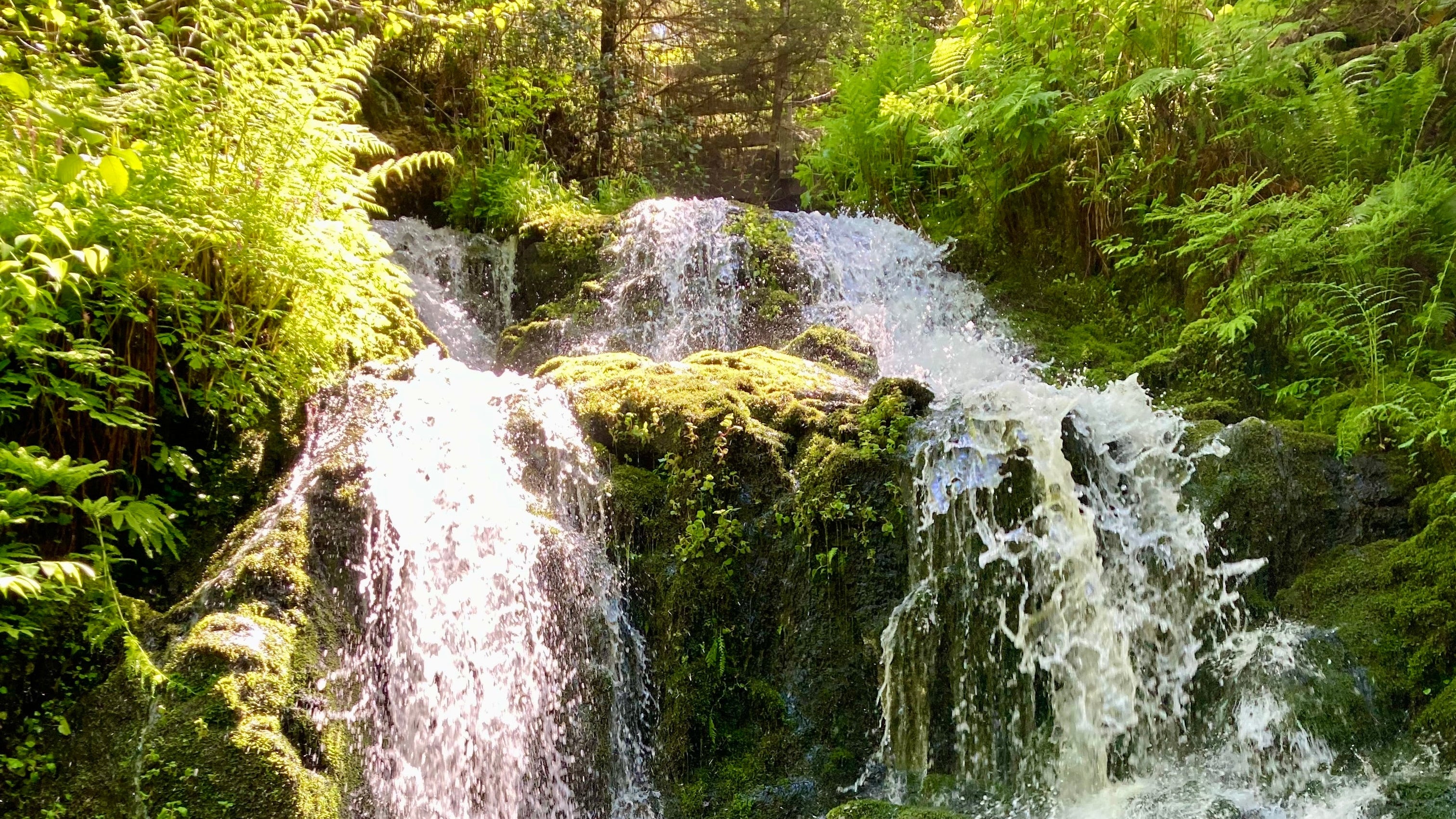 Split waterfall in a forest with greenery representing the two services of financial and marketing services